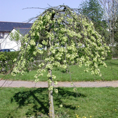 Ulmus glabra 'Pendula'