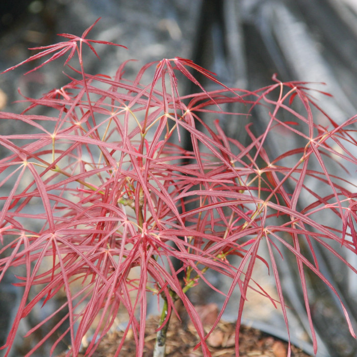 Acer palmatum 'Red Pygmy'