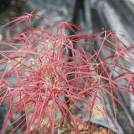 Acer palmatum 'Red Pygmy'