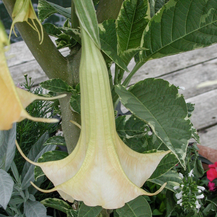 Brugmansia blanc