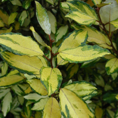 Elaeagnus x ebbingei ELEADOR® 'Lannou'