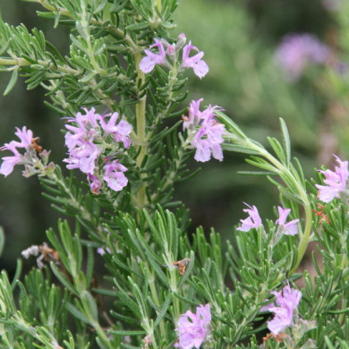 Rosmarinus officinalis 'Majorca Pink'