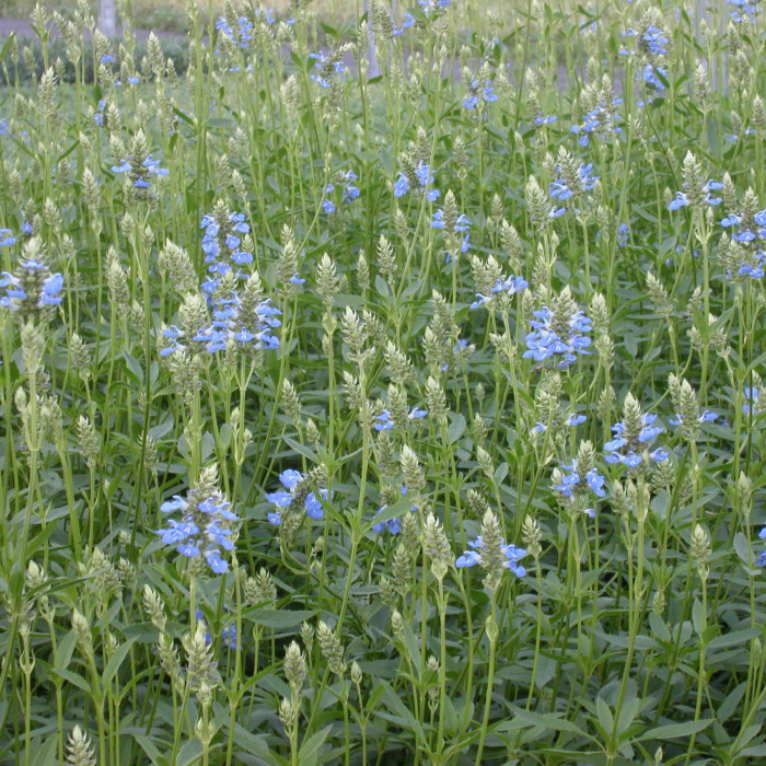 Salvia uliginosa