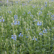 Salvia uliginosa