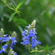Salvia uliginosa