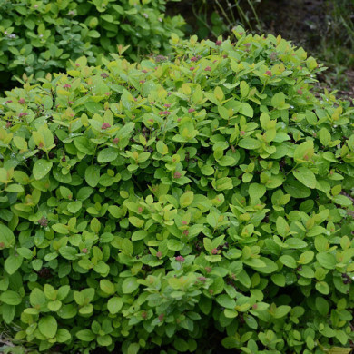 Spiraea betulifolia