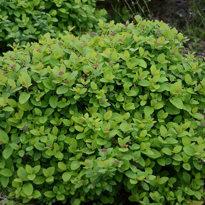 Spiraea betulifolia
