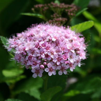 Spiraea betulifolia