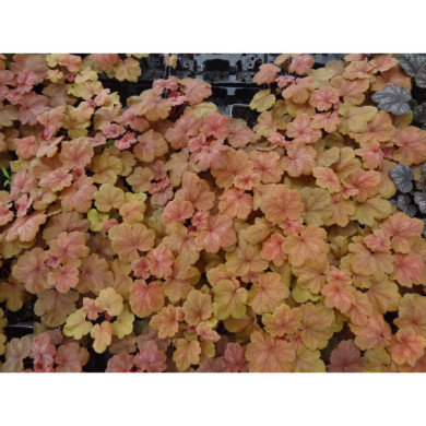 Heuchera Cherry Cola®