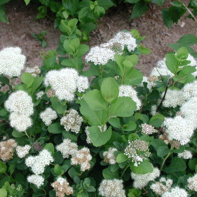 Spiraea betulifolia