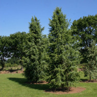 Cedrus libani 'Glauca Pyramidalis'