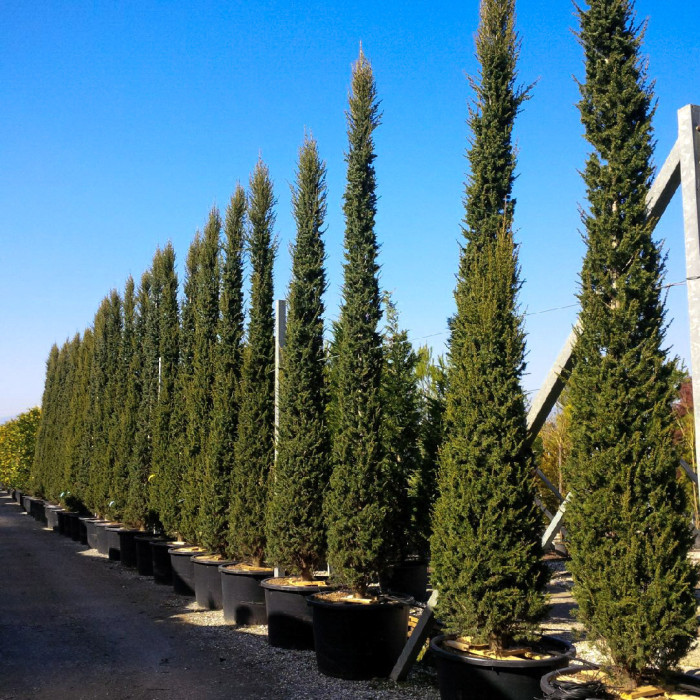 Cedrus libani 'Glauca Pyramidalis'