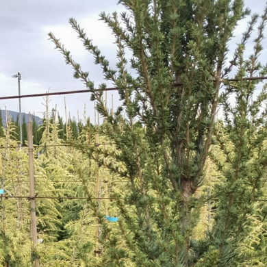 Cedrus libani 'Glauca Pyramidalis'