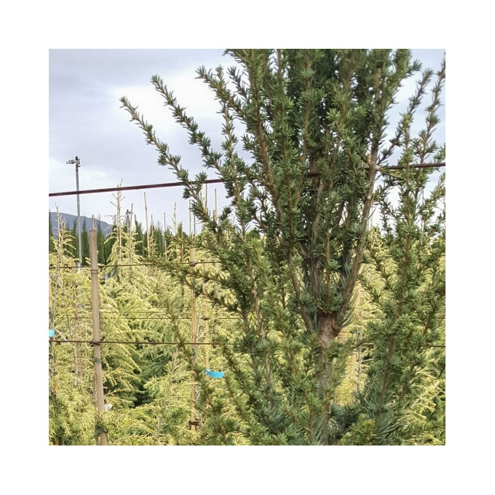 Cedrus libani 'Glauca Pyramidalis'