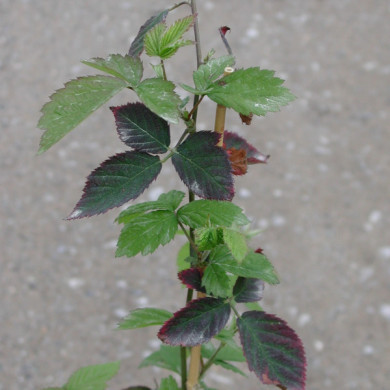 Mûre-framboise 'Thornless Loganberry'