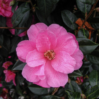 Camellia x williamsii 'Donation'