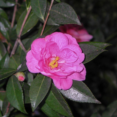 Camellia x williamsii 'Donation'
