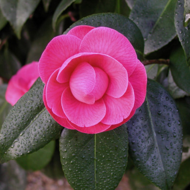 Camellia japonica 'Paolina Guichardini'