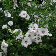 Hibiscus syriacus 'Red Heart'