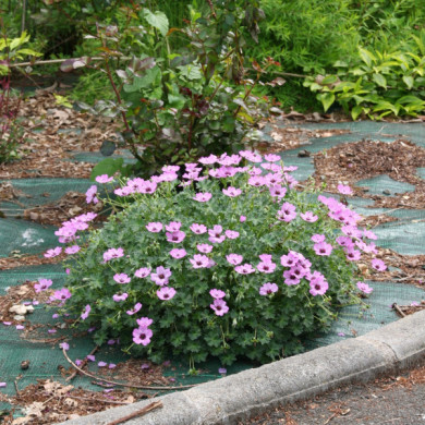 Geranium cinereum 'Ballerina'