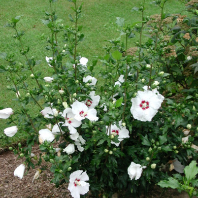 Hibiscus syriacus 'Red Heart'
