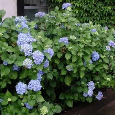Hydrangea macrophylla 'Merveille' bleu