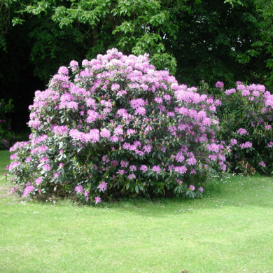 Rhododendron 'Catawbiense Grandiflorum'