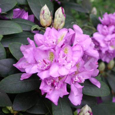 Rhododendron 'Catawbiense Grandiflorum'