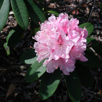 Rhododendron 'Albert Schweitzer'