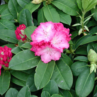 Rhododendron 'Germania'