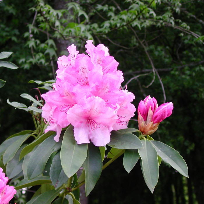 Rhododendron 'Pink Perfection'