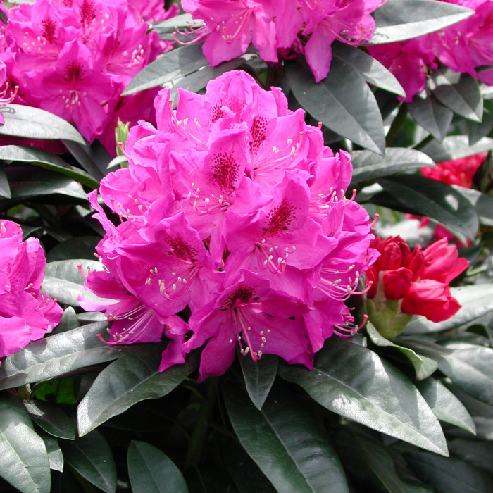 Rhododendron 'Roseum Elegans'