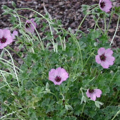 Geranium cinereum 'Ballerina'