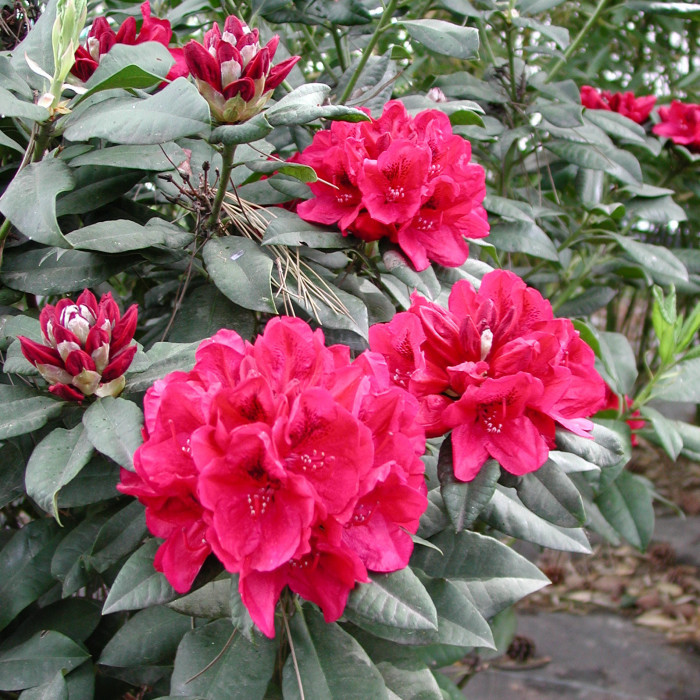 Rhododendron 'Souvenir du Congo'