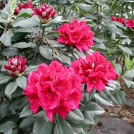 Rhododendron 'Souvenir du Congo'