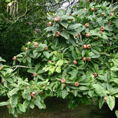 Néflier d'Allemagne