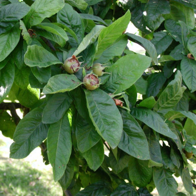 Néflier d'Allemagne