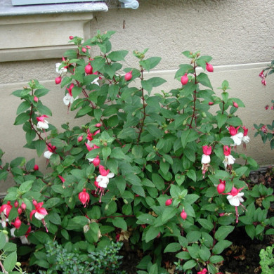 Fuchsia 'Frau Alice Hoffman'