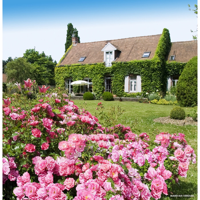 Rosier paysager DECOROSIERS® Mareva®