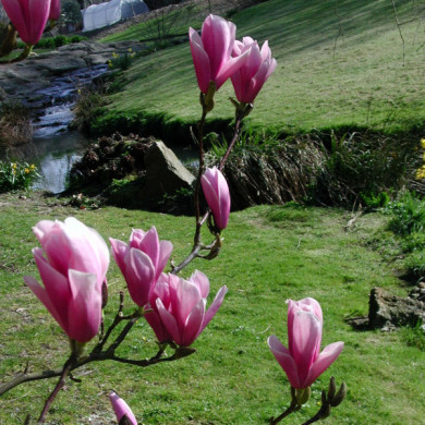 Magnolia 'Heaven Scent'