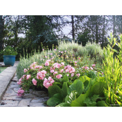 Rosier paysager DECOROSIERS® Mareva®