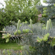 Abies concolor