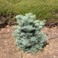 Abies concolor
