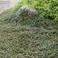 Acaena novae-zelandiae