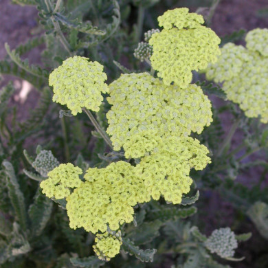 Achillea tomentosa 'Aurea'
