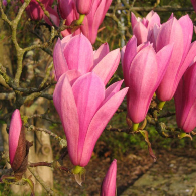Magnolia 'Heaven Scent'