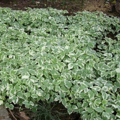 Aegopodium podagraria 'Variegatum'