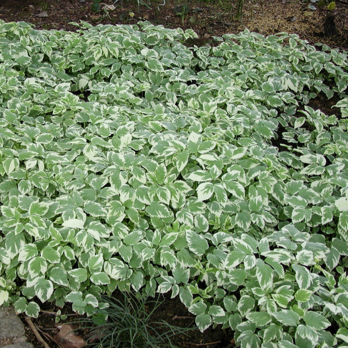 Aegopodium podagraria 'Variegatum'