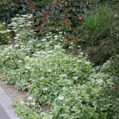 Aegopodium podagraria 'Variegatum'