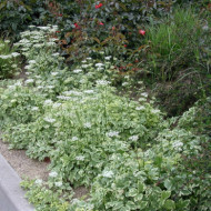 Aegopodium podagraria 'Variegatum'
